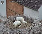 Capi_Dubne_20260705_200003.jpg
