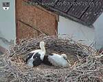 Capi_Dubne_20260705_200503.jpg