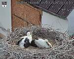 Capi_Dubne_20260705_201003.jpg