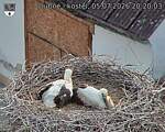 Capi_Dubne_20260705_202003.jpg