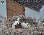 Capi_Dubne_20260705_202504.jpg