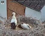 Capi_Dubne_20260705_203003.jpg