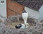 Capi_Dubne_20260705_204004.jpg