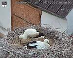 Capi_Dubne_20260705_205003.jpg