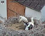 Capi_Dubne_20260705_205503.jpg