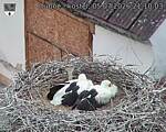 Capi_Dubne_20260705_211003.jpg