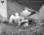 Capi_Dubne_20260705_213502.jpg