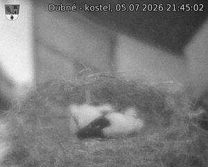 Capi_Dubne_20260705_214502.jpg (1350&nbsp;x&nbsp;1080)