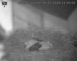 Capi_Dubne_20260705_220502.jpg