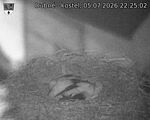 Capi_Dubne_20260705_222502.jpg