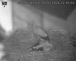 Capi_Dubne_20260705_224502.jpg