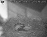 Capi_Dubne_20260705_231502.jpg