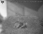 Capi_Dubne_20260706_001003.jpg