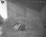 Capi_Dubne_20260706_004002.jpg