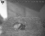 Capi_Dubne_20260706_005002.jpg