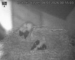 Capi_Dubne_20260706_005503.jpg