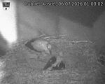 Capi_Dubne_20260706_010002.jpg