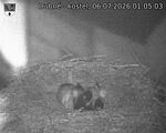 Capi_Dubne_20260706_010503.jpg