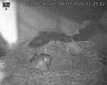 Capi_Dubne_20260706_012502.jpg