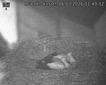 Capi_Dubne_20260706_014002.jpg