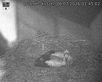 Capi_Dubne_20260706_014503.jpg