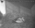 Capi_Dubne_20260706_015002.jpg