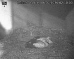 Capi_Dubne_20260706_021003.jpg