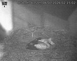 Capi_Dubne_20260706_021502.jpg