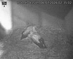 Capi_Dubne_20260706_023502.jpg