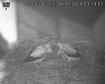 Capi_Dubne_20260706_031002.jpg