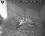 Capi_Dubne_20260706_032503.jpg