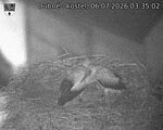 Capi_Dubne_20260706_033502.jpg
