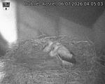 Capi_Dubne_20260706_040503.jpg