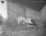 Capi_Dubne_20260706_042002.jpg