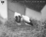 Capi_Dubne_20260706_044003.jpg