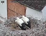 Capi_Dubne_20260706_051003.jpg