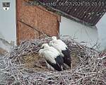 Capi_Dubne_20260706_052003.jpg