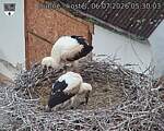 Capi_Dubne_20260706_053003.jpg