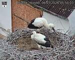 Capi_Dubne_20260706_055003.jpg