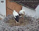 Capi_Dubne_20260706_060003.jpg