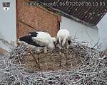 Capi_Dubne_20260706_061003.jpg