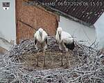 Capi_Dubne_20260706_061503.jpg
