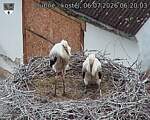 Capi_Dubne_20260706_062003.jpg