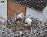 Capi_Dubne_20260706_062503.jpg