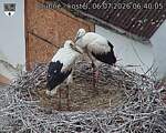 Capi_Dubne_20260706_064005.jpg