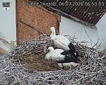 Capi_Dubne_20260706_065003.jpg