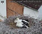 Capi_Dubne_20260706_070503.jpg