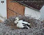 Capi_Dubne_20260706_071503.jpg