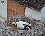 Capi_Dubne_20260706_072003.jpg