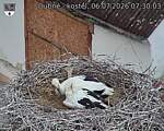 Capi_Dubne_20260706_073003.jpg